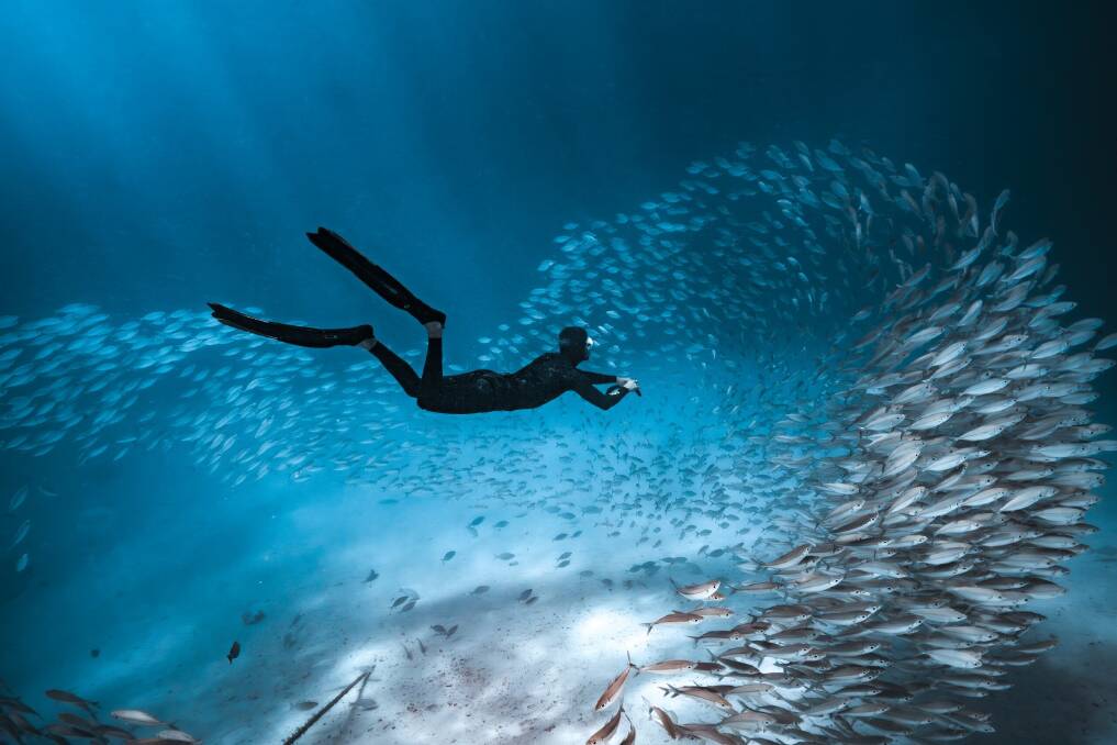 Palau's "underwater Serengeti". Picture: Josh Burkinshaw