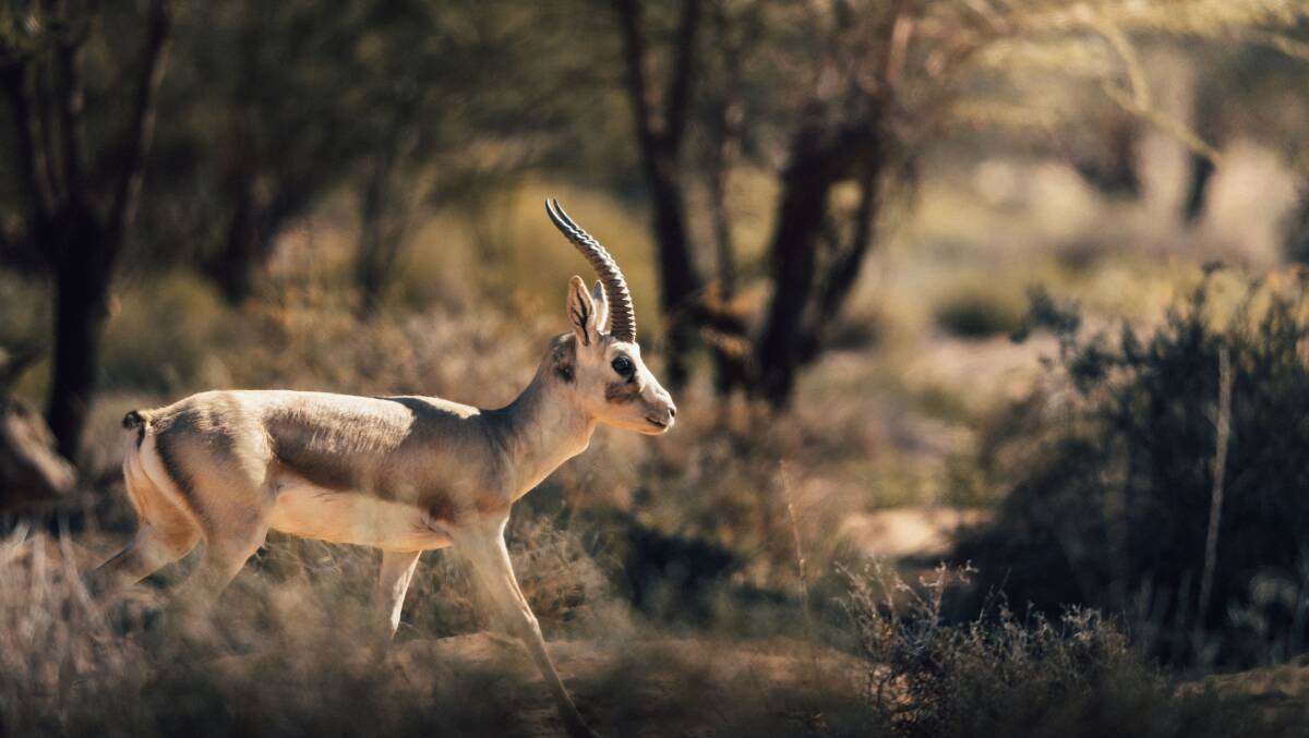 Hegra wildlife tour. Hegra wildlife tour.