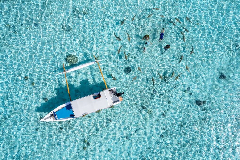 Snorkelling and swimming with sharks in Bora Bora. Picture: Stephane Mailion