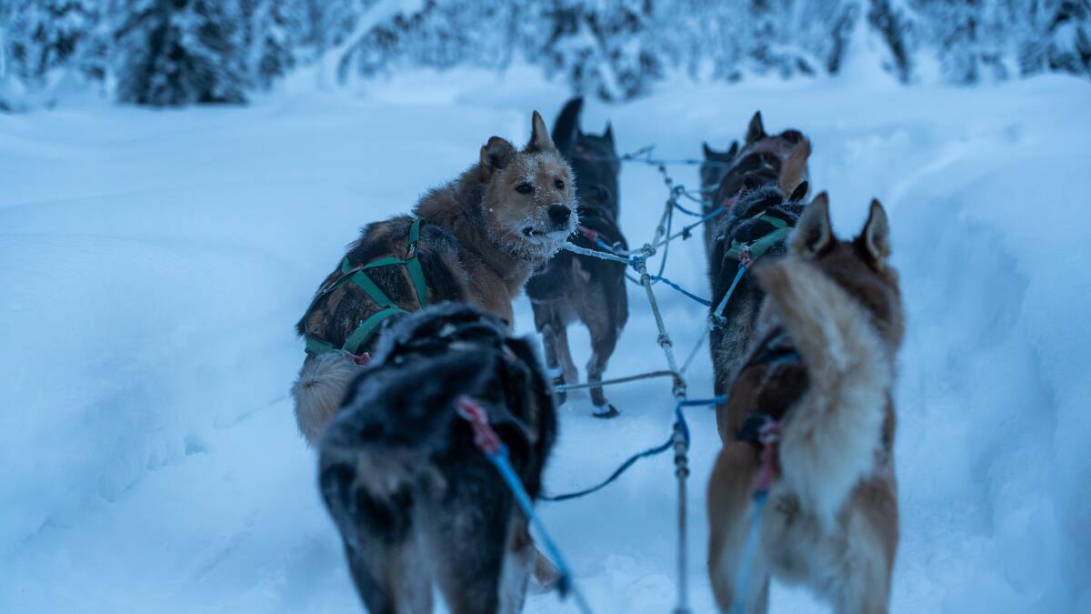Dog sledding has a long history in Alaska. Dog sledding has a long history in Alaska.