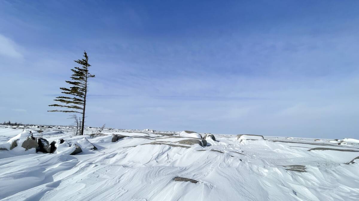 A flag tree. Picture by Travel Manitoba A flag tree. Picture by Travel Manitoba