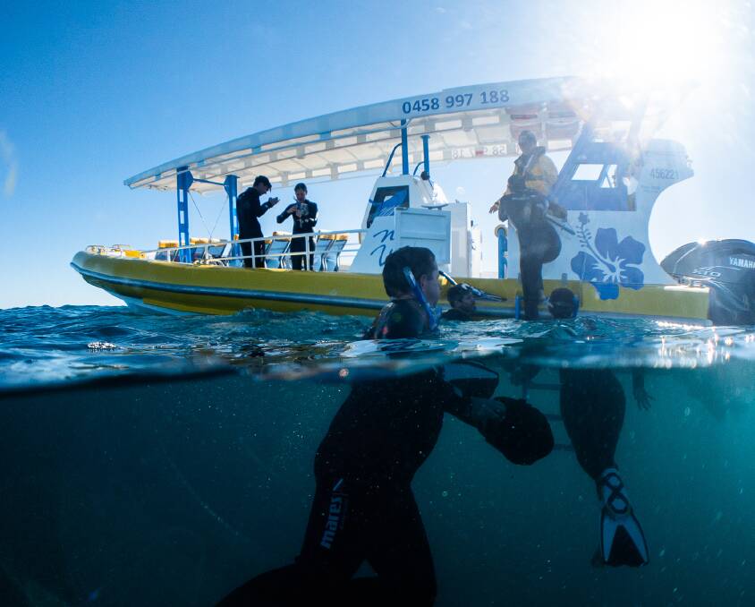 Swim with whales. Swim with whales.