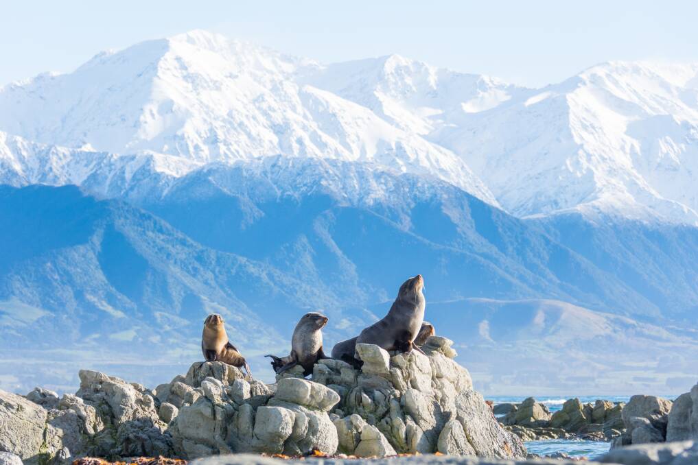 You can ogle, and swim with, the Kaikoura seals. Picture: Kyle Mulinder You can ogle, and swim with, the Kaikoura seals. Picture: Kyle Mulinder