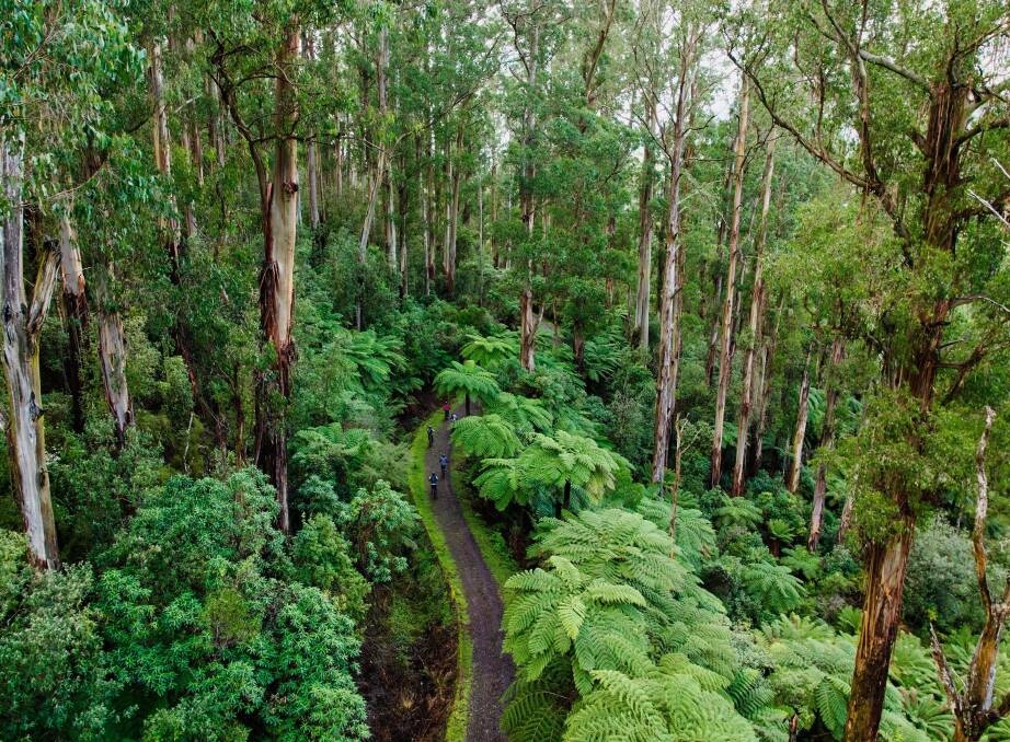 Australia's first rail trail, from Lilydale to Warburton in Victoria.