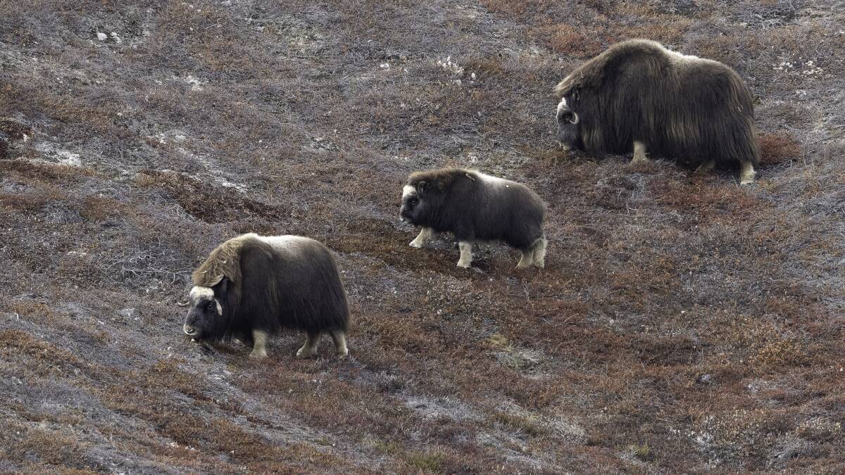 Muskox grazing on the tundra. Picture by Jocelyn Pride