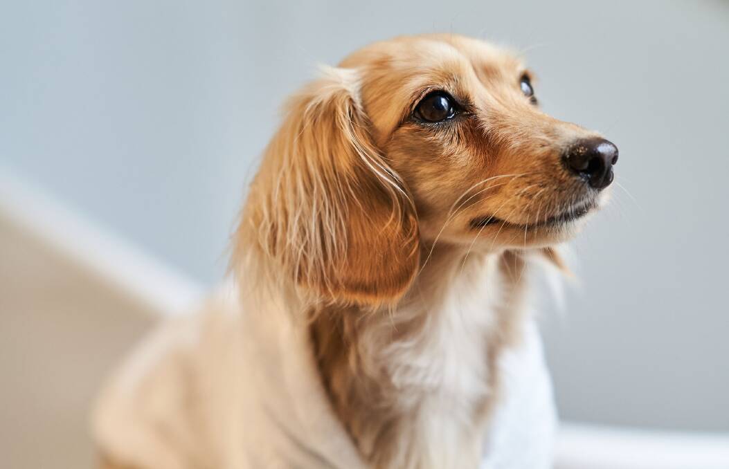 Pooches are welcome. Pooches are welcome.