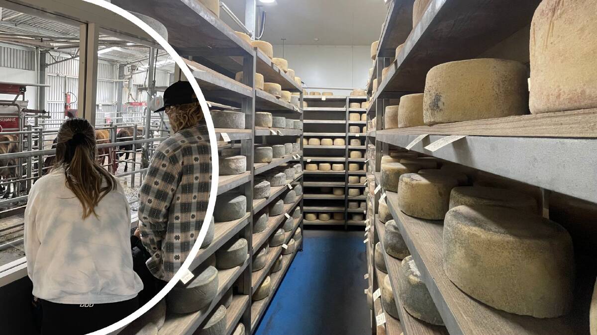 A family watches cows 'milk themselves' (left) and reels stored at La Cantara Artisan Cheeses in Smithton. Pictures by Ayden Dawkins