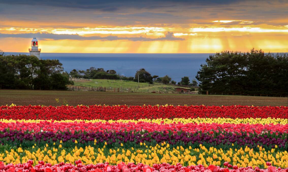 The Table Cape Tulip Farm in bloom. Picture by Mason Doherty Photography