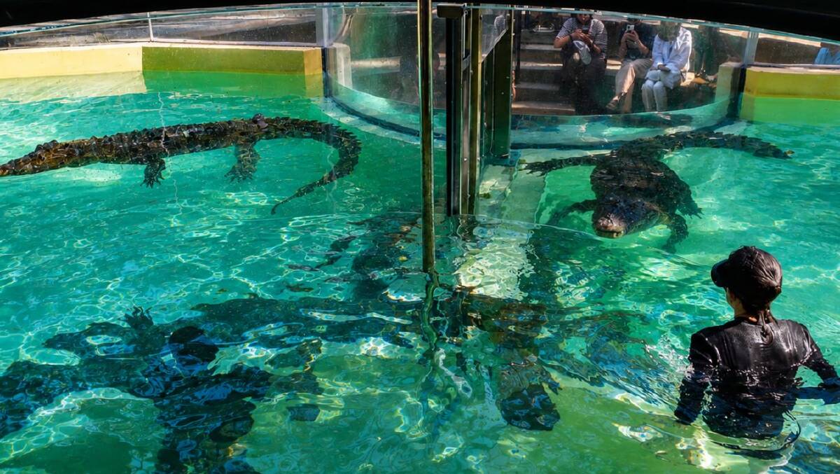 A brave visitor at the Wildlife Habitat seen stepping into a clear glass tank with two saltwater crocodiles on the other side.