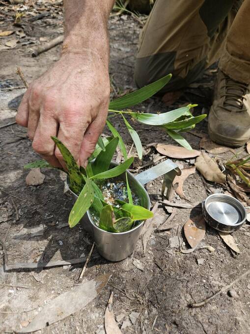 Making green ant tea.
