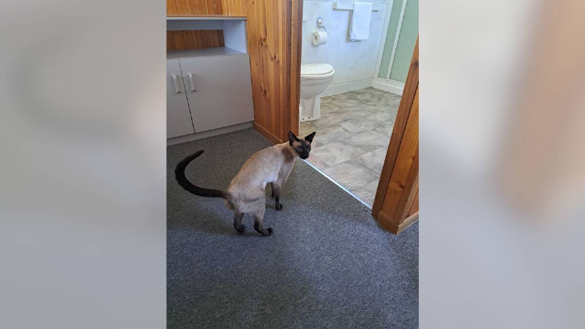 We arrive at the pet-friendly caravan park, and Pussu has a look around the cabin. (And yes, I wish I had a photo that doesn't have the toilet in the background).