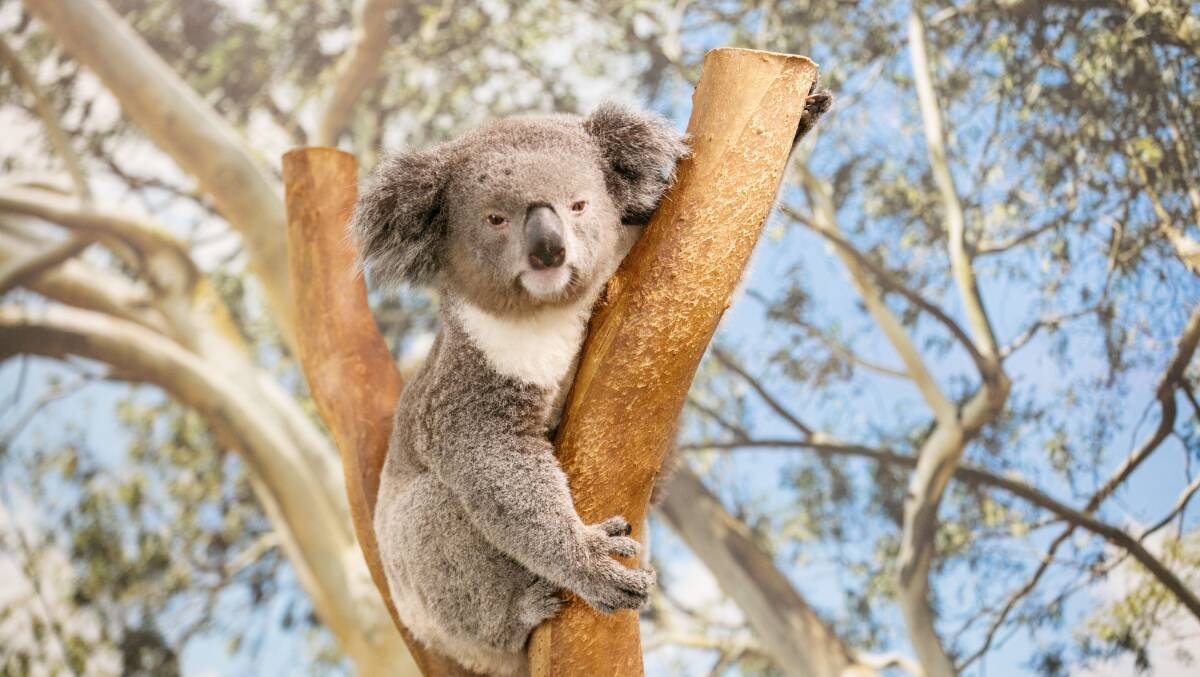 Featherdale Sydney Wildlife Park. Picture by Destination NSW