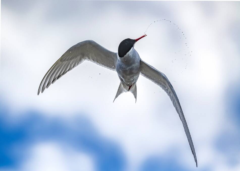 An Arctic tern, which spend the summer in Antarctica. Picture: Studio Ponant An Arctic tern, which spend the summer in Antarctica. Picture: Studio Ponant