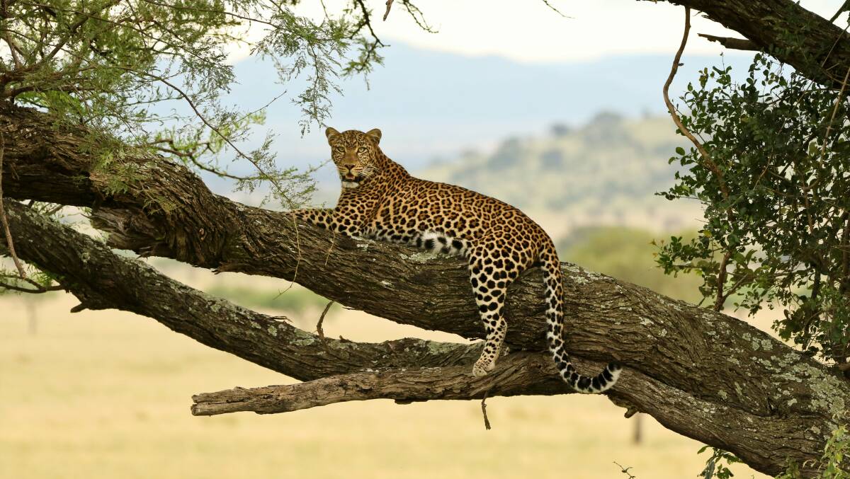 Wildlife safari in Africa.