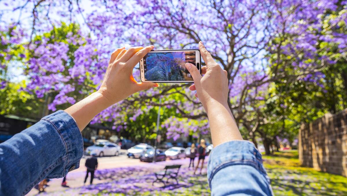 Jacarandas in Sydney. Picture: DNSW