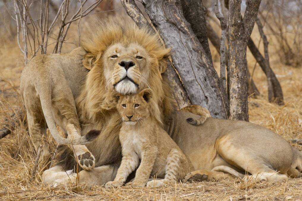 A pride of lions in South Africa. Picture: Shutterstock A pride of lions in South Africa. Picture: Shutterstock
