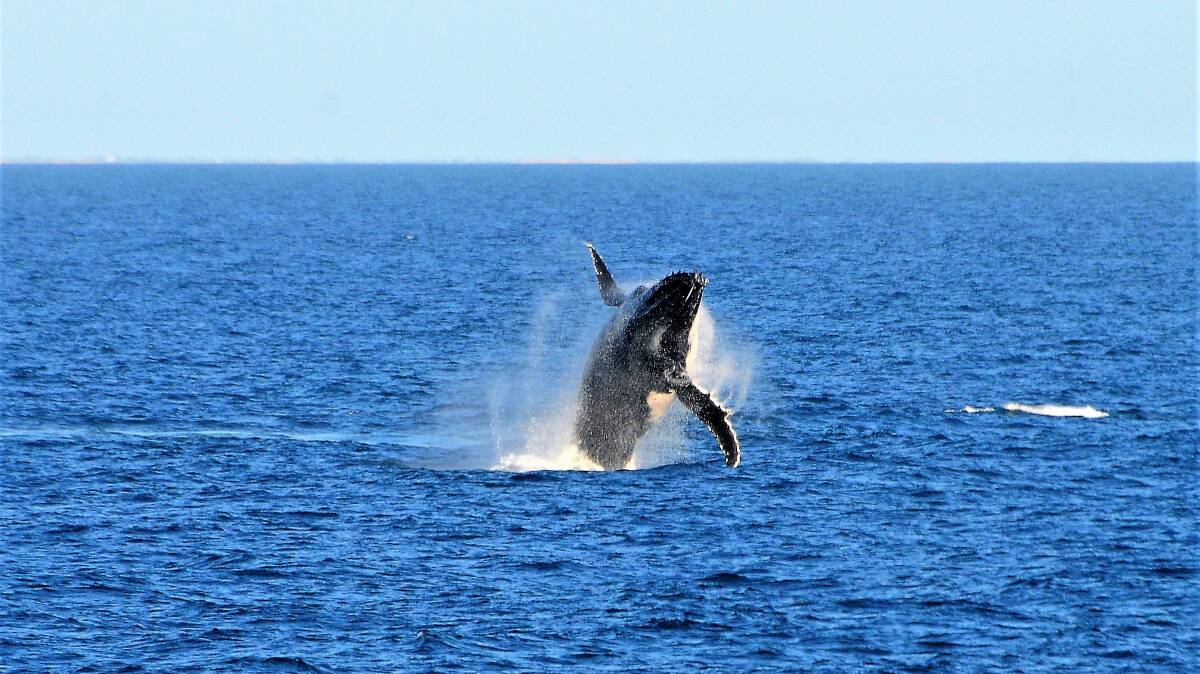 Whale season in the Kimberley. Whale season in the Kimberley.