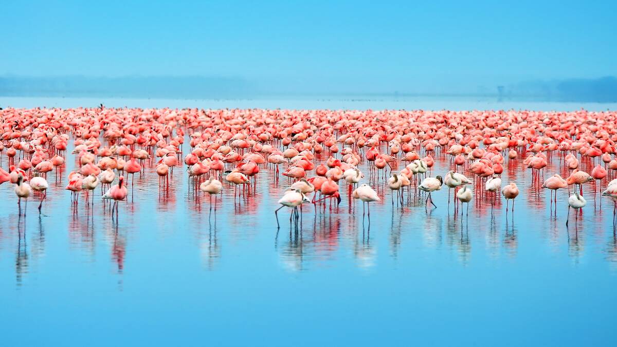 Book a discounted safari in Kenya with Cosmos Tours. Book a discounted safari in Kenya with Cosmos Tours.