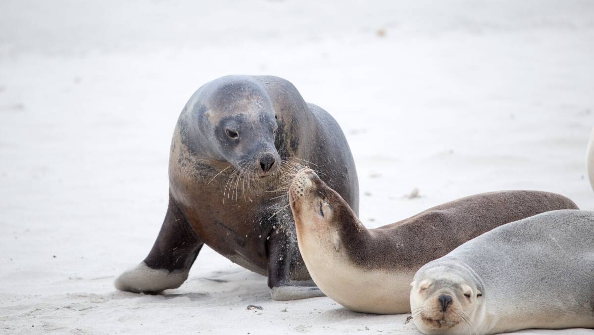 Seal Bay Conservation Park on Kangaroo Island. Picture by SATC Seal Bay Conservation Park on Kangaroo Island. Picture by SATC