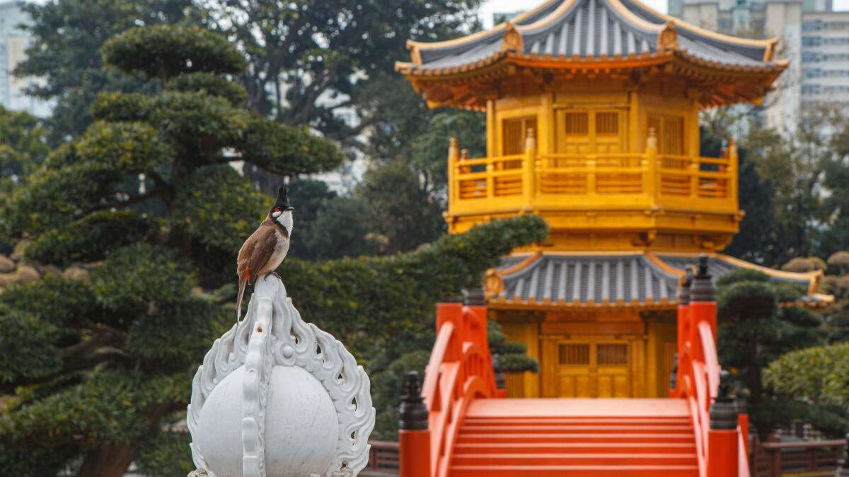 Birdwatching in Hong Kong.