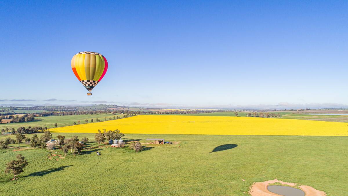 Canola fields in Cowra. Canola fields in Cowra.