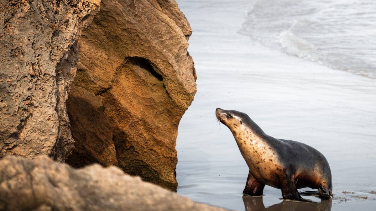 Seal Bay Conservation Park on Kangaroo Island. Picture by SATC Seal Bay Conservation Park on Kangaroo Island. Picture by SATC