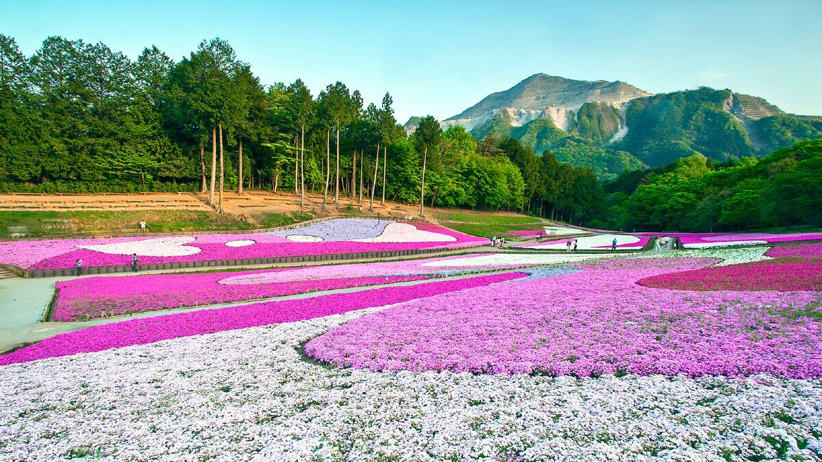 Hitsujiyama Park in Chichibu. Picture: JNTO Hitsujiyama Park in Chichibu. Picture: JNTO