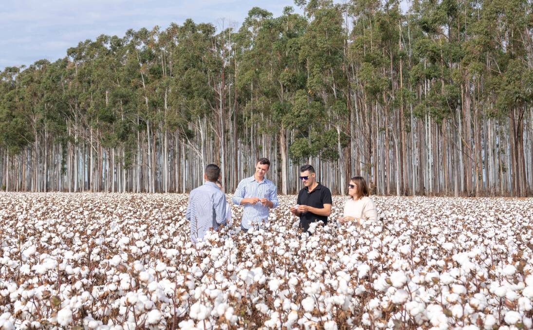 Southern Cotton. Picture by Destination Riverina Murray Southern Cotton. Picture by Destination Riverina Murray