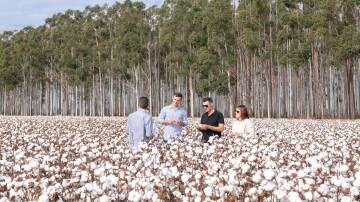 Southern Cotton. Picture by Destination Riverina Murray