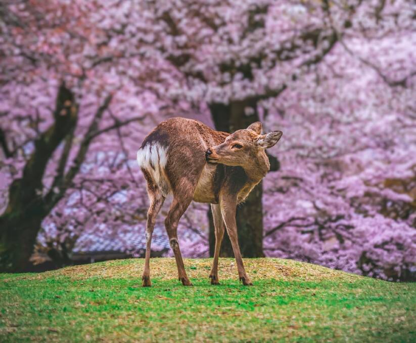 Wildlife in Nara Prefecture. Picture: JNTO Wildlife in Nara Prefecture. Picture: JNTO
