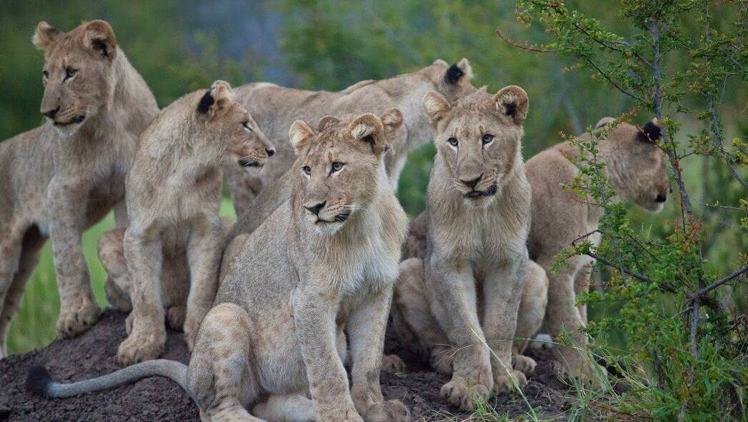 A Rovos Rail journey in Africa. A Rovos Rail journey in Africa.