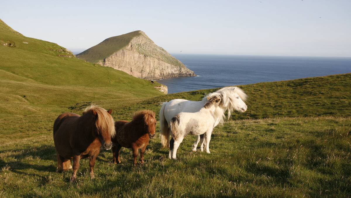 Shetland ponies on Shetland Islands. Shetland ponies on Shetland Islands.
