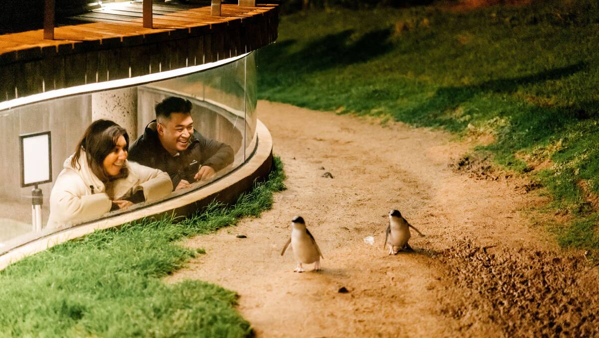 The Penguin Parade on Phillip Island.