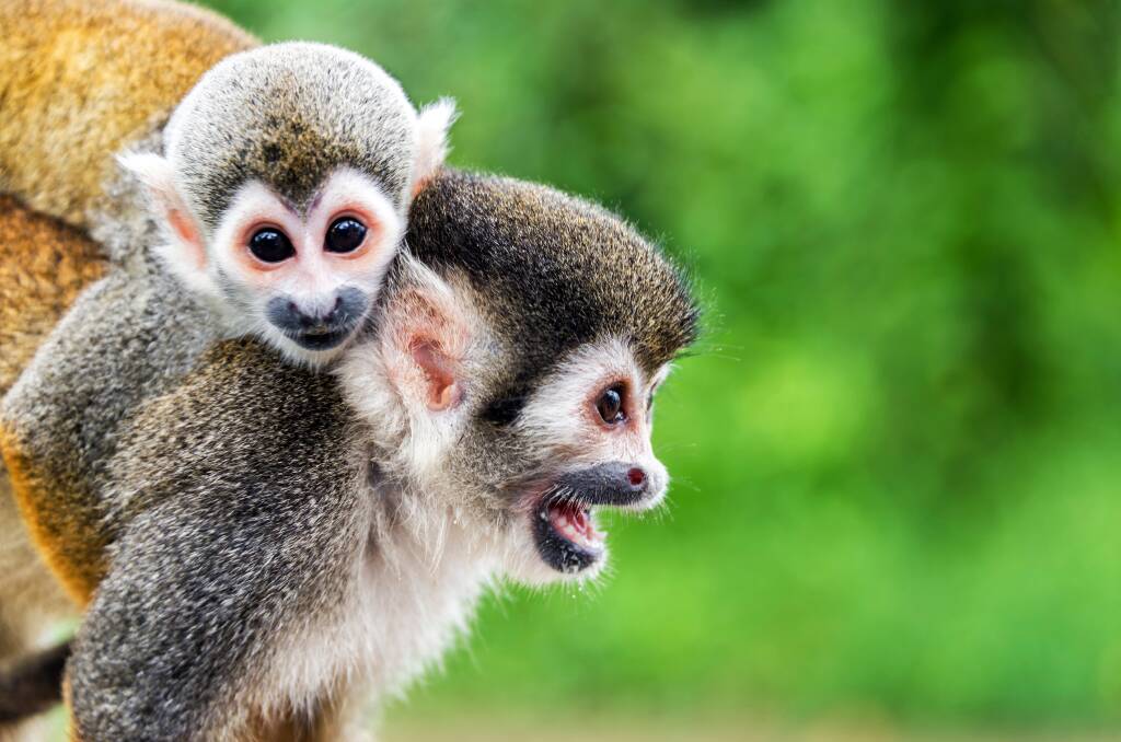Wild creatures of the Amazon.