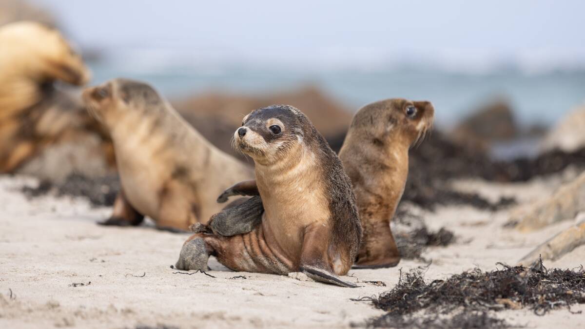 Seal Bay Conservation Park on Kangaroo Island. Picture by SATC Seal Bay Conservation Park on Kangaroo Island. Picture by SATC