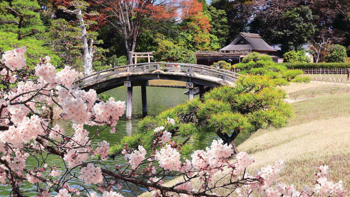 See cherry blossoms as part of Botanica World Discoveries' 15-night Cherry Blossoms and Celebrated Gardens of Japan and South Korea cruise. See cherry blossoms as part of Botanica World Discoveries' 15-night Cherry Blossoms and Celebrated Gardens of Japan and South Korea cruise.