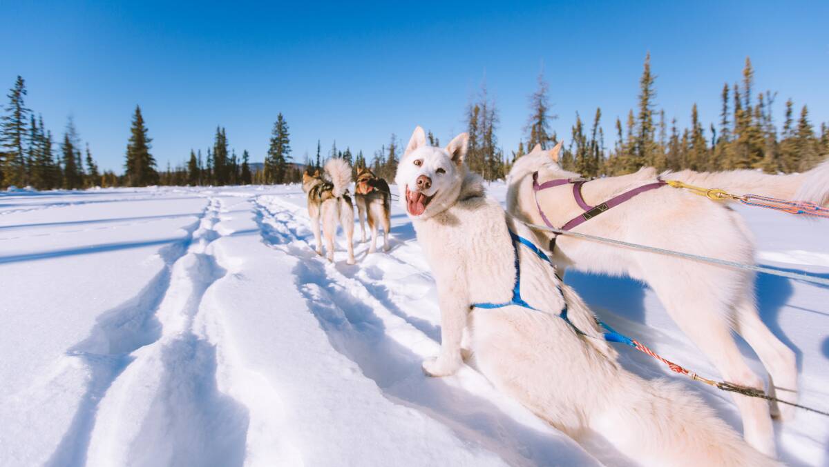 Alaskan huskies, raring to go. Picture by Shutterstock Alaskan huskies, raring to go. Picture by Shutterstock