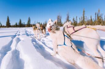 I went dog sledding in Alaska on a glacier - here's what happened next