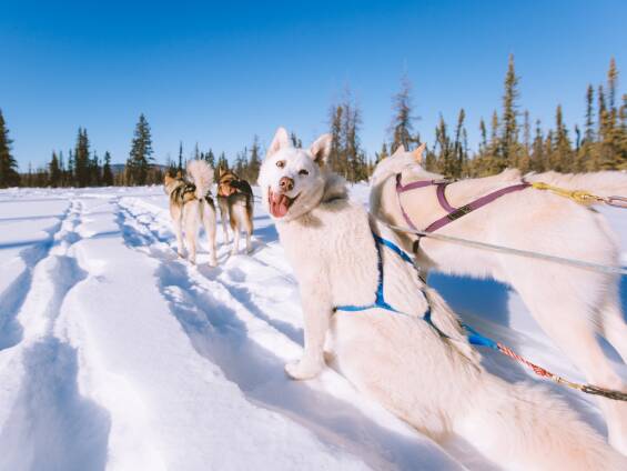 Alaskan huskies, raring to go. Picture by Shutterstock