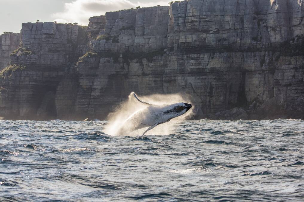 Humpback whale spotted breaching the waters in Jervis Bay during a swimming with whales tour with Dive Jervis Bay. Picture: DNSW