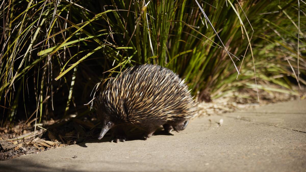 The echidna is the unexpected superstar.