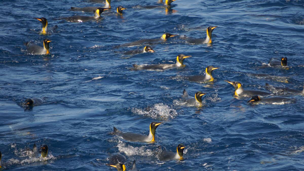 King penguins take a swim. Picture: John-Paul Moloney King penguins take a swim. Picture: John-Paul Moloney