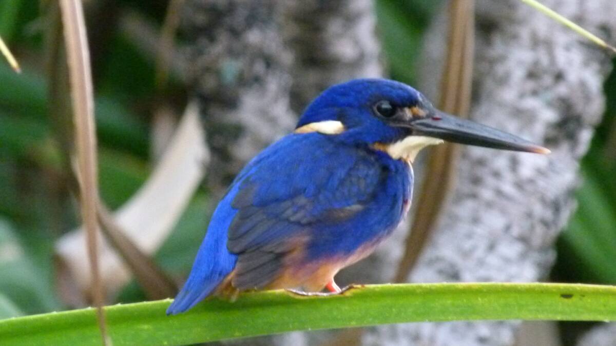Kakadu Bird Week. Kakadu Bird Week.