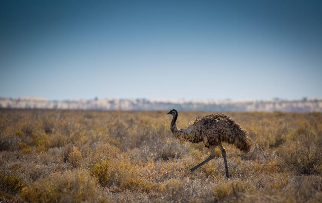 An emu in Mungo National Park. An emu in Mungo National Park.