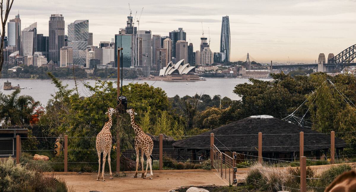 Taronga Zoo, set against the backdrop of Sydney's dramatic skyline.