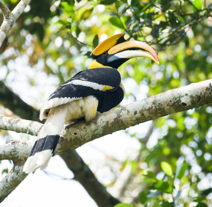An oriental pied hornbill.