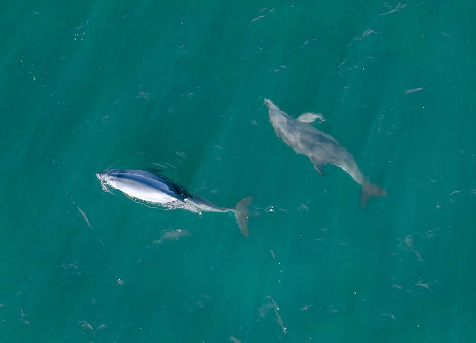 Mandurah is home to a population of 100 wild bottlenose dolphins Mandurah is home to a population of 100 wild bottlenose dolphins