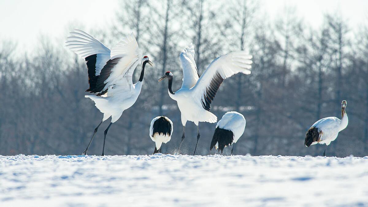 Red-crowned cranes.