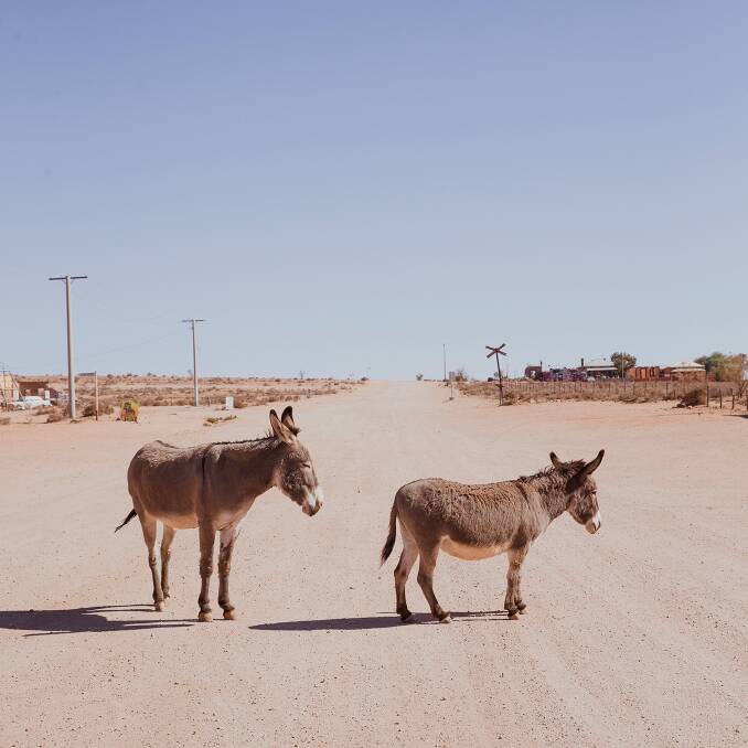 The town's resident donkeys. The town's resident donkeys.