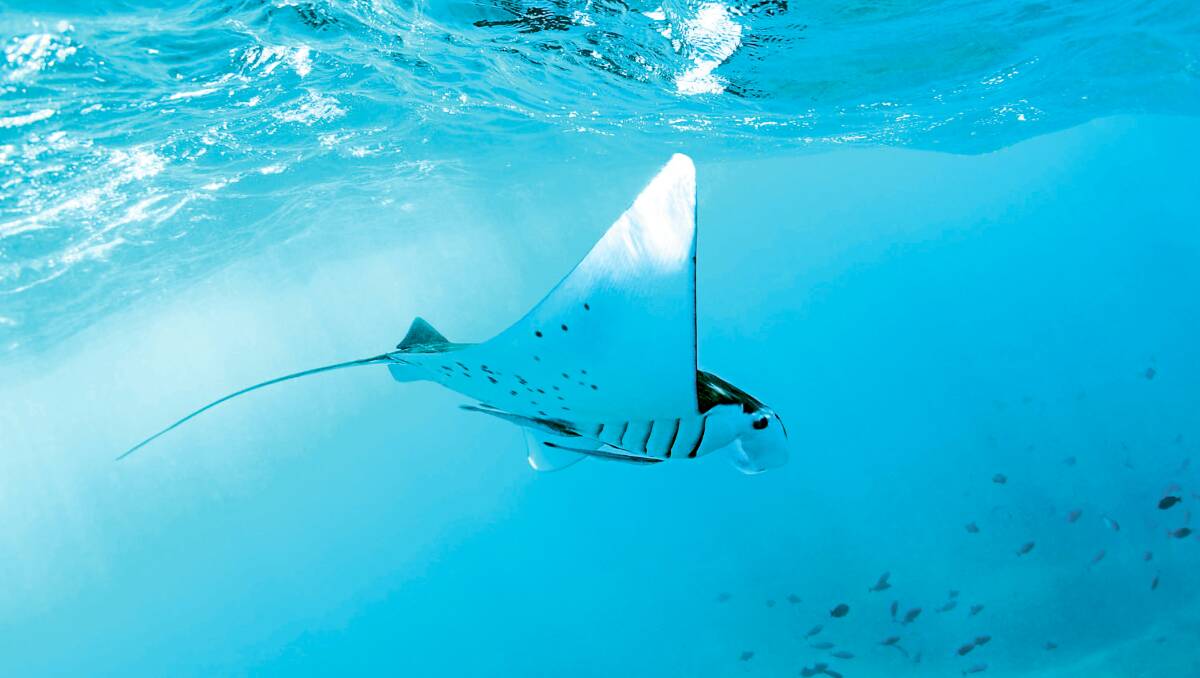 Swim with manta rays. Picture: Shutterstock